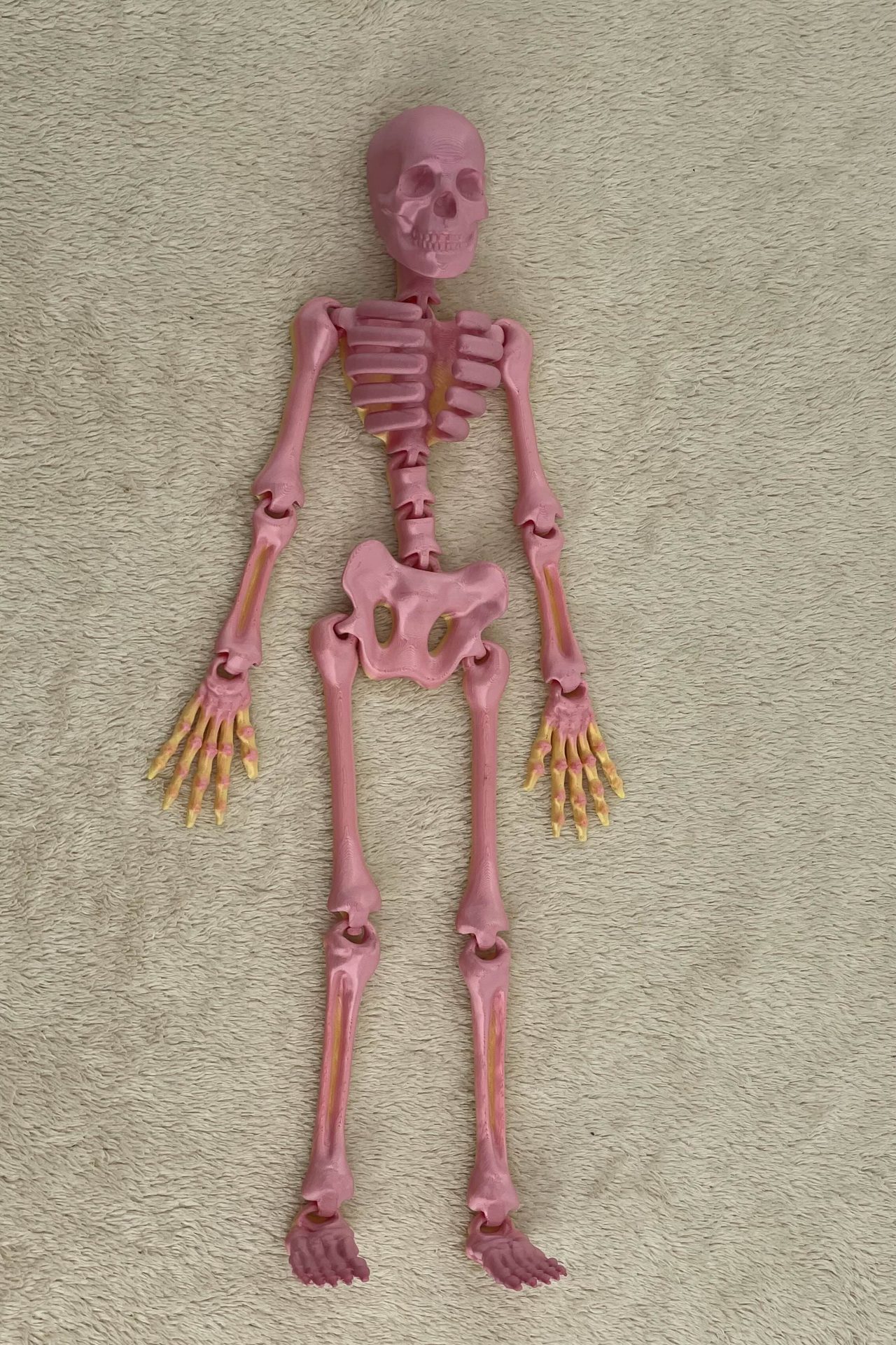 Articulated skeleton